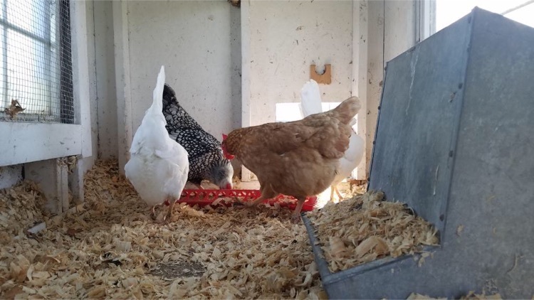 hens